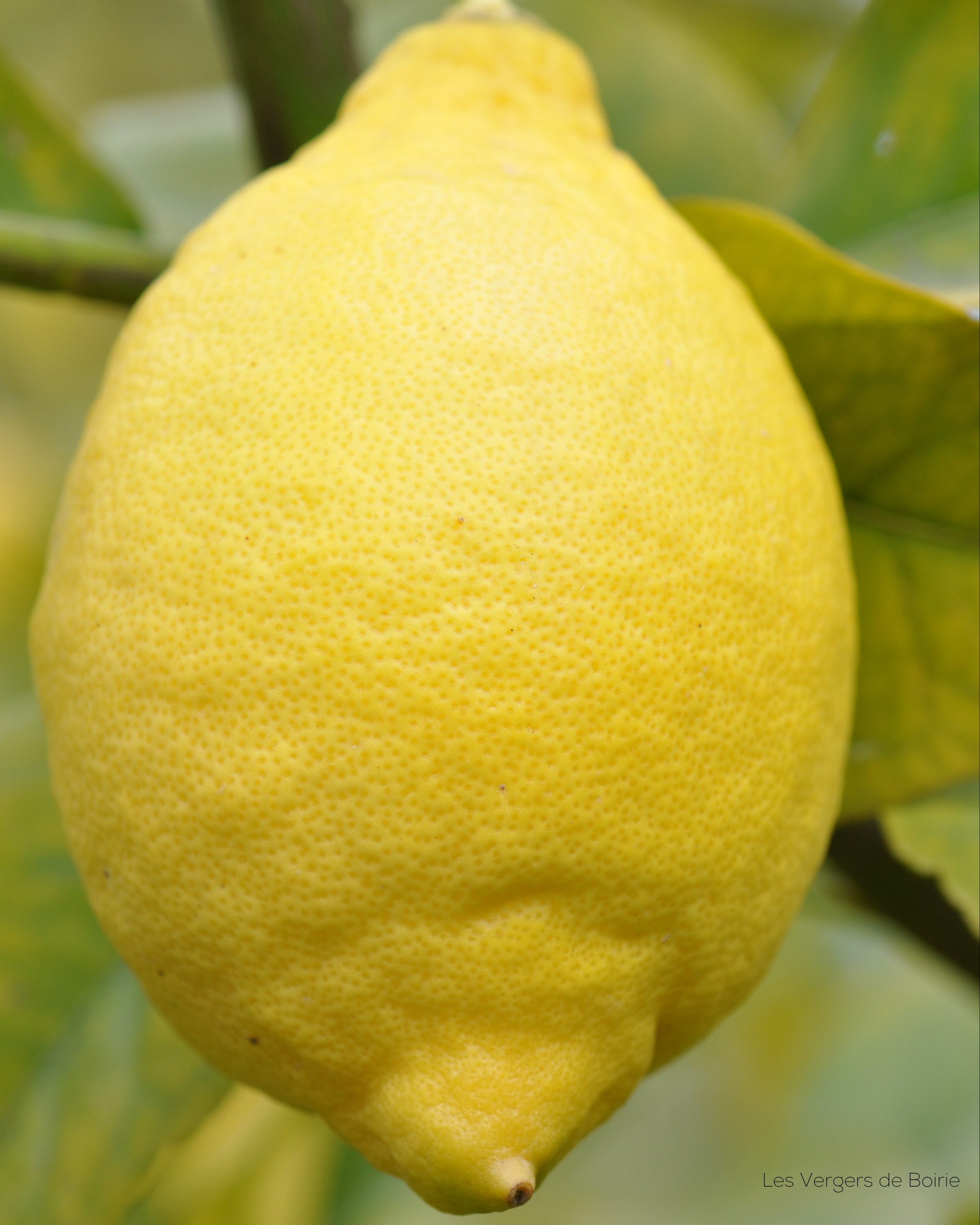 Citron du Pays de Menton - LES VERGERS DE BOIRIE à Menton