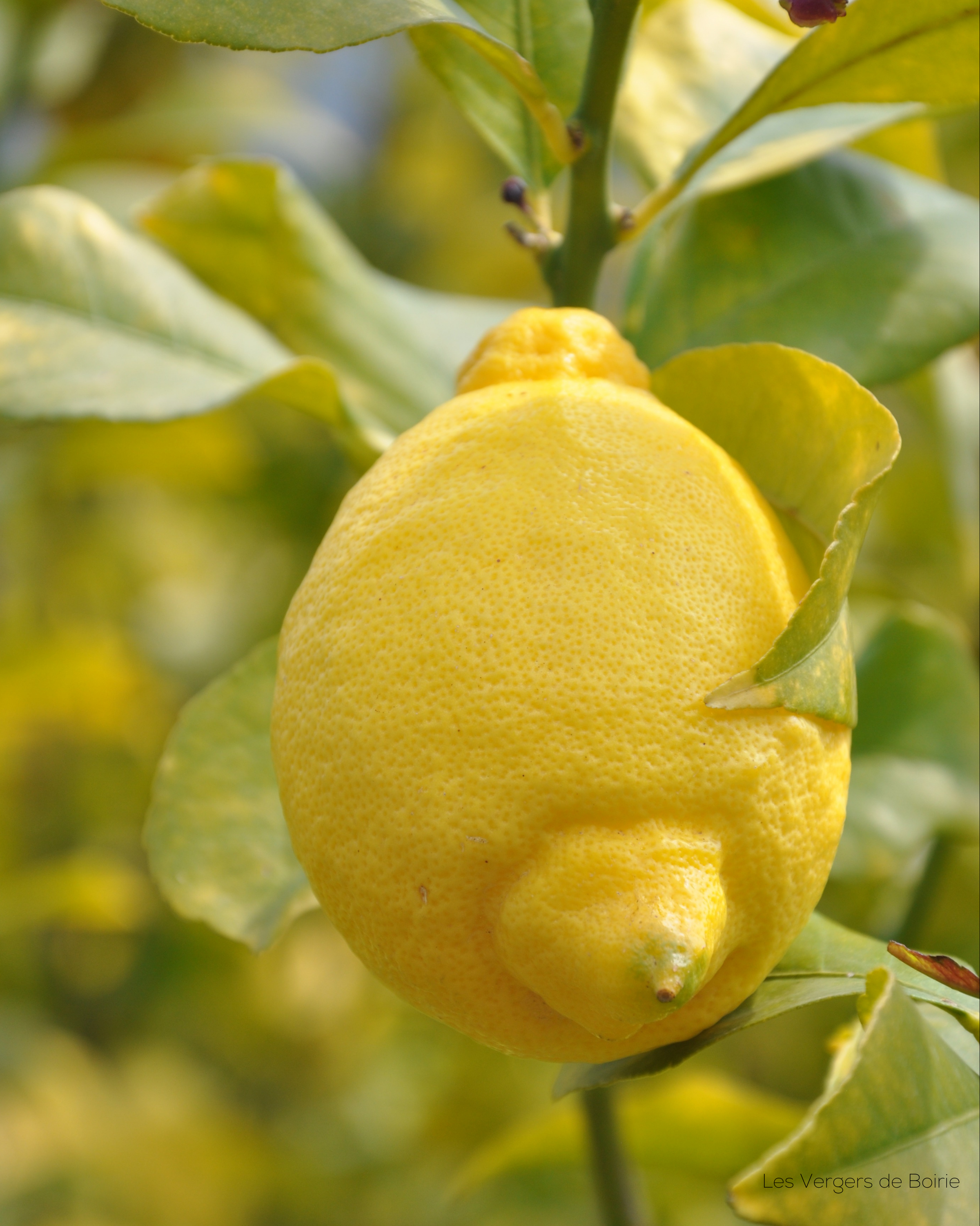 Citron du Pays de Menton - LES VERGERS DE BOIRIE à Menton