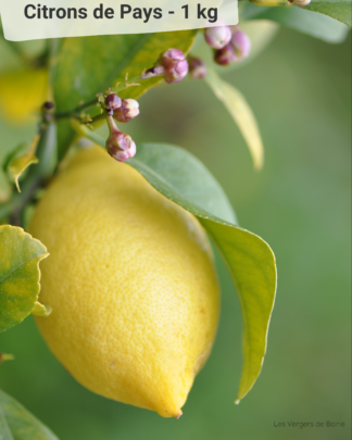 Citron cultivé à Menton - LES VERGERS DE BOIRIE à Menton