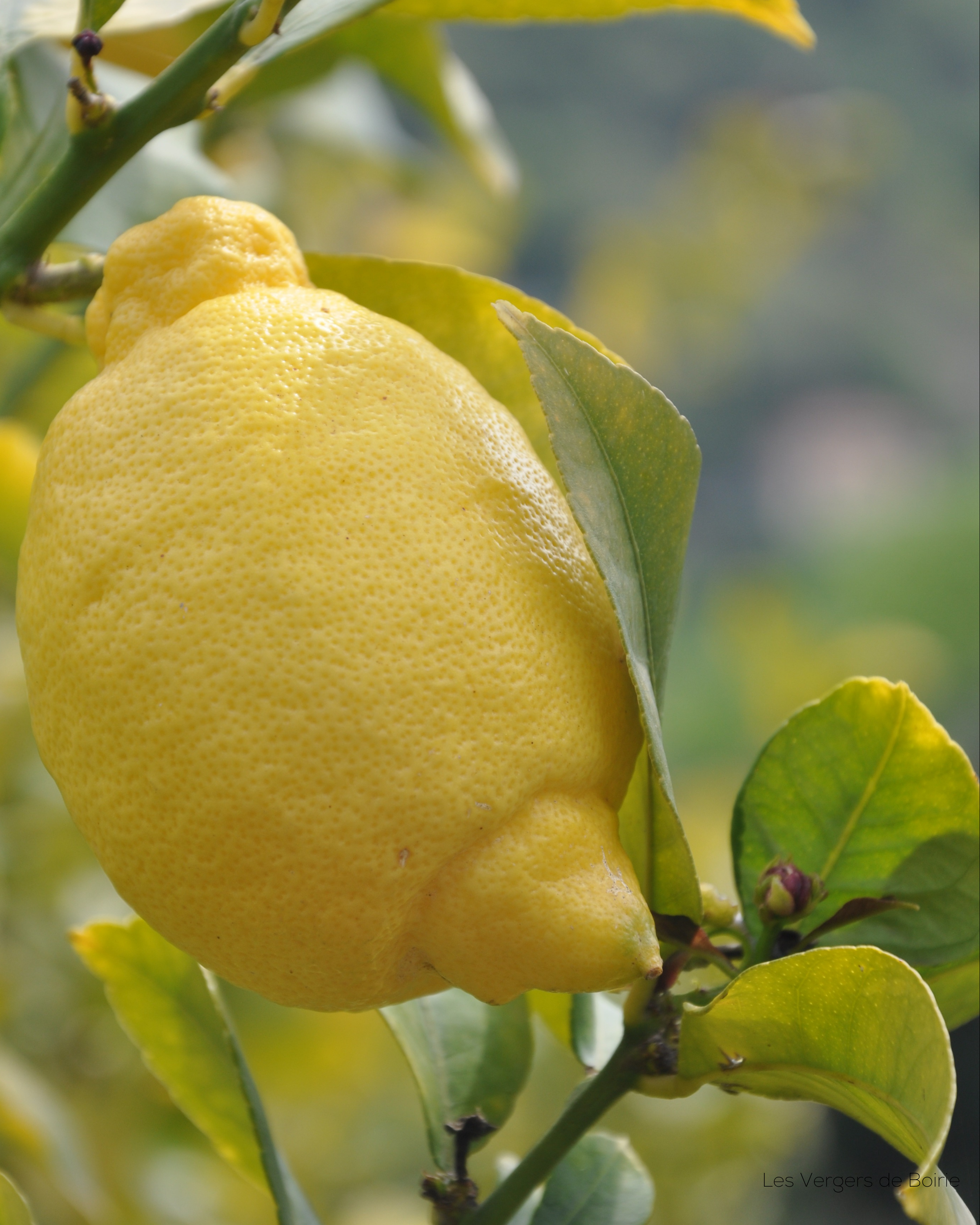 Citron du Pays de Menton - LES VERGERS DE BOIRIE à Menton