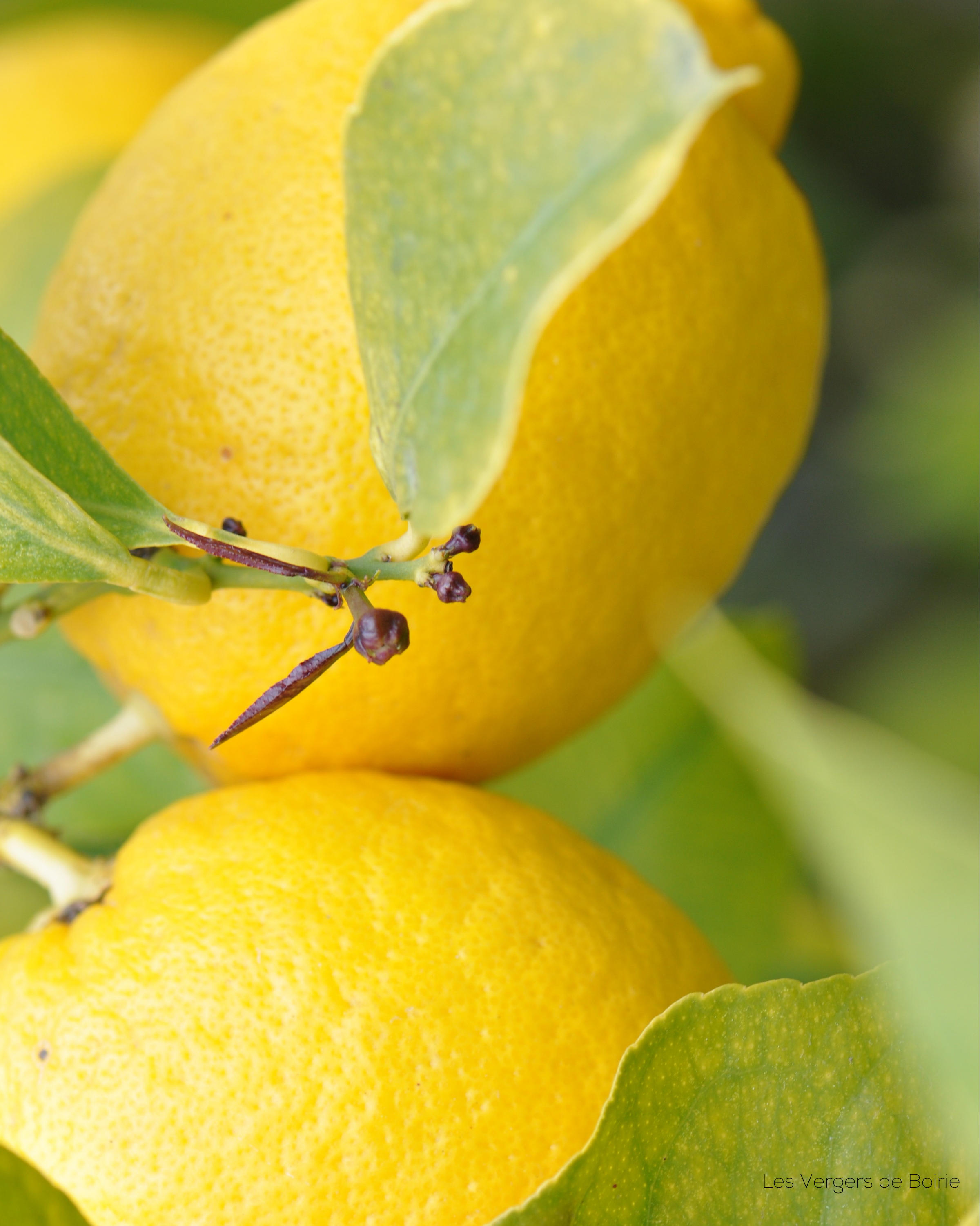 Citron du Pays de Menton - LES VERGERS DE BOIRIE à Menton