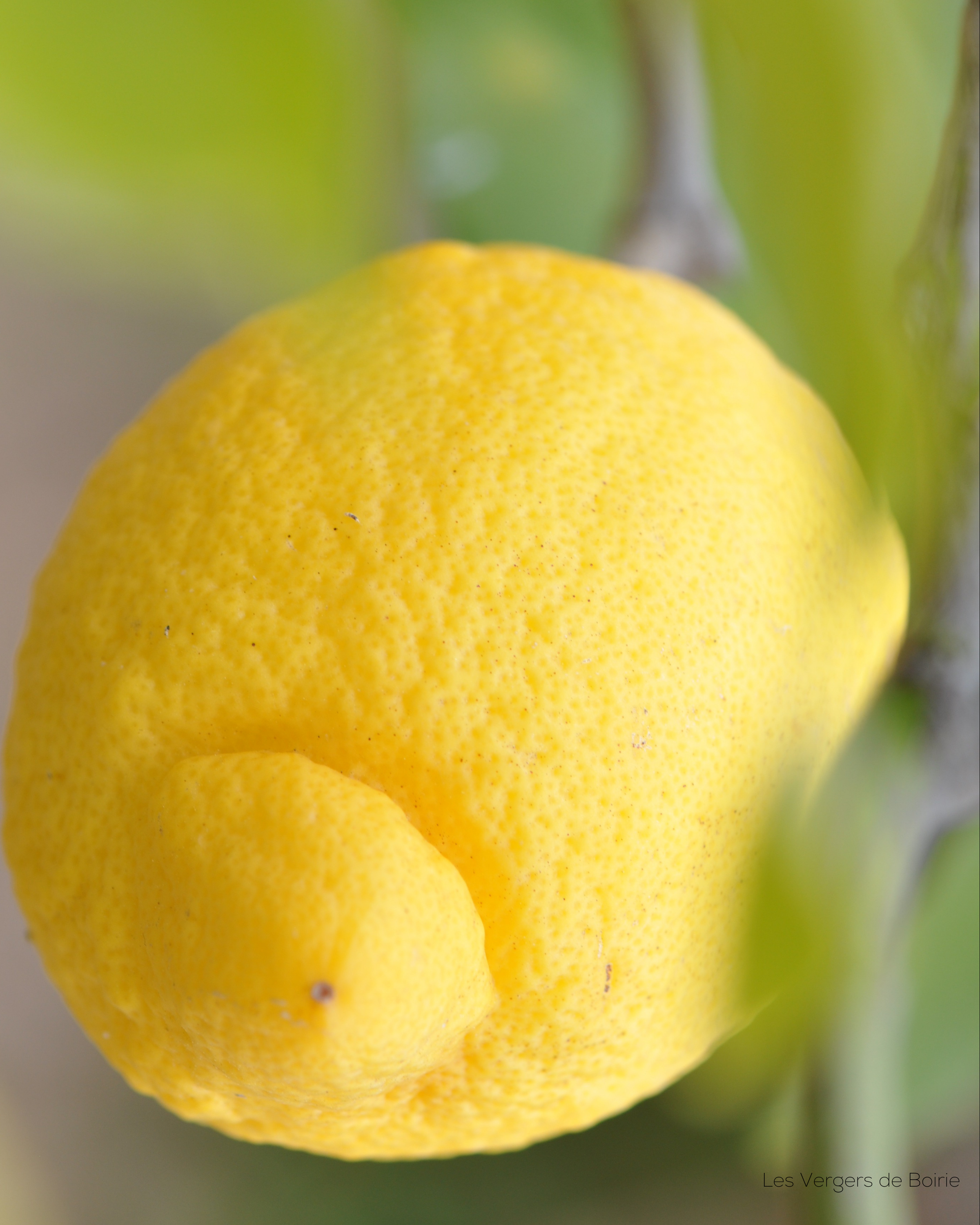 Citron du Pays de Menton - LES VERGERS DE BOIRIE à Menton