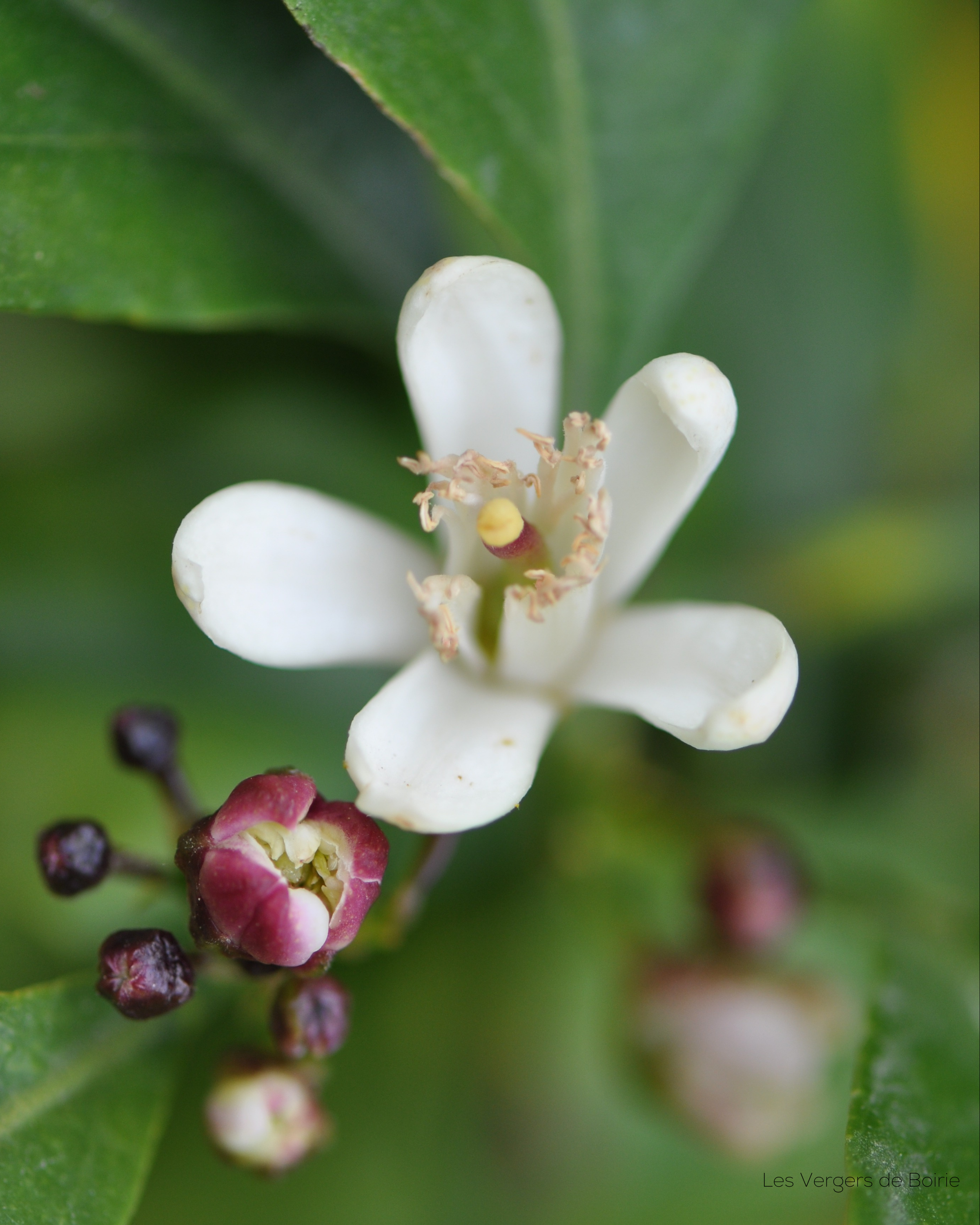 Fleur de Citron du Pays de Menton - LES VERGERS DE BOIRIE à Menton