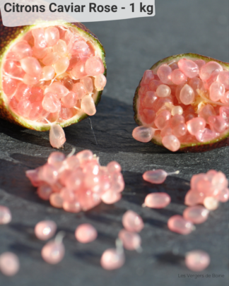 Citrons Caviar Rose