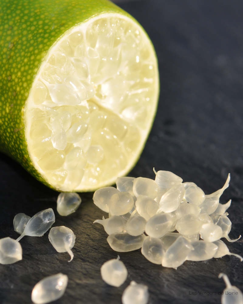 Citrons Caviar jaune