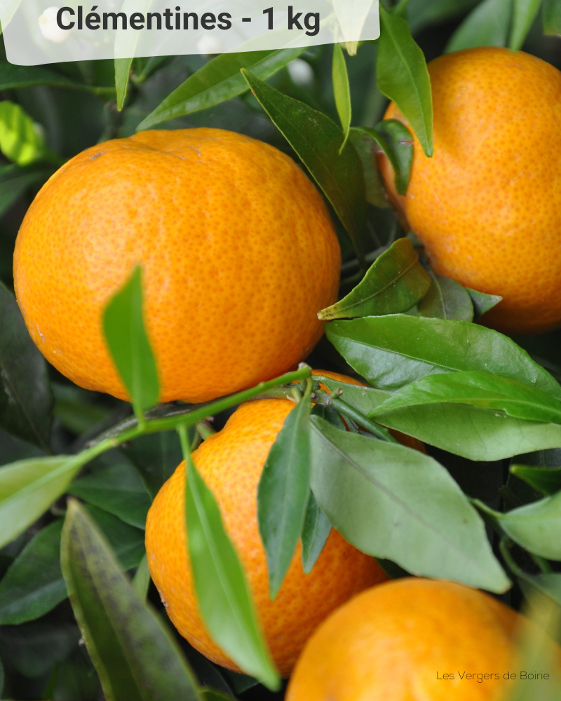Combien De Clémentine Dans 1 Kg