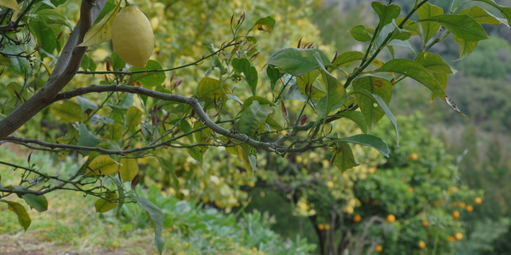 Fruits par catégorie LES VERGERS DE BOIRIE