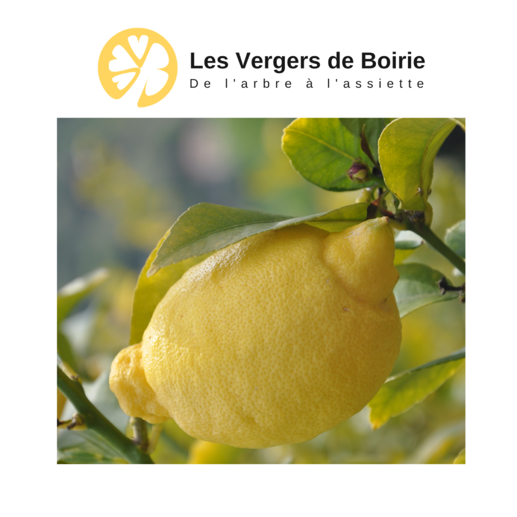 LES VERGERS DE BOIRIE à MENTON