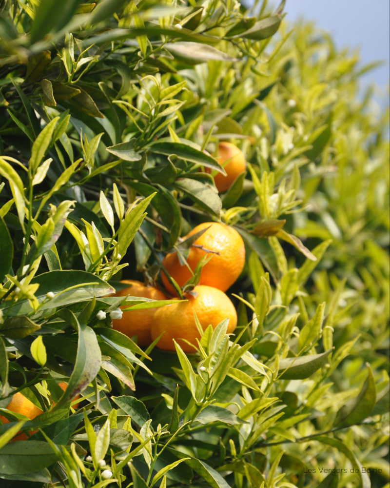 Mandarine - VERGERS DE BOIRIE A MENTON (2)
