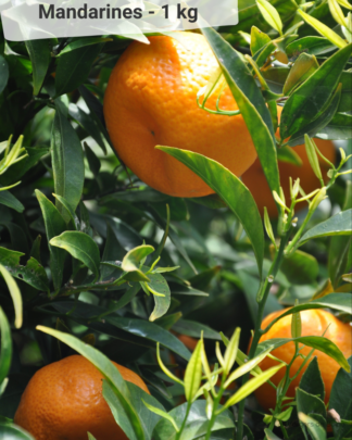 Mandarine - VERGERS DE BOIRIE A MENTON