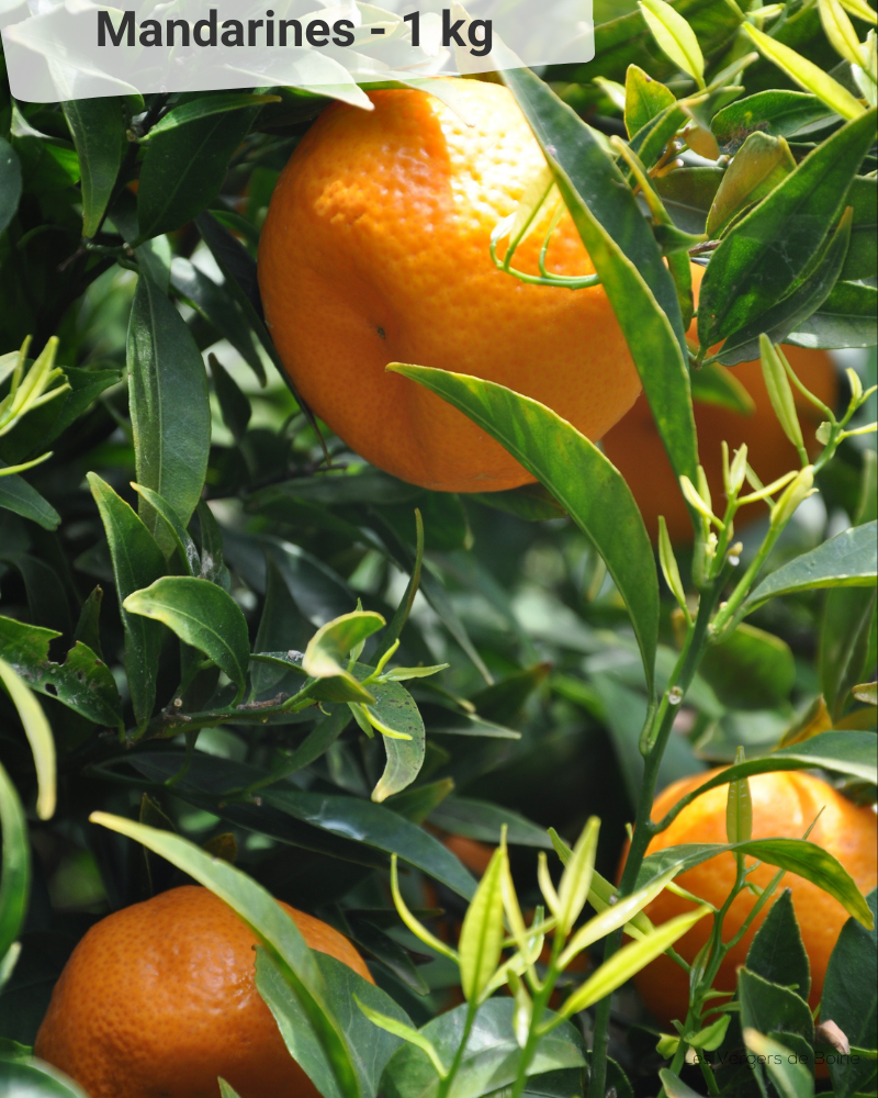 Mandarine - VERGERS DE BOIRIE A MENTON
