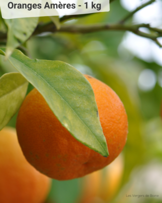 Orange Amère - VERGERS DE BOIRIE A MENTON