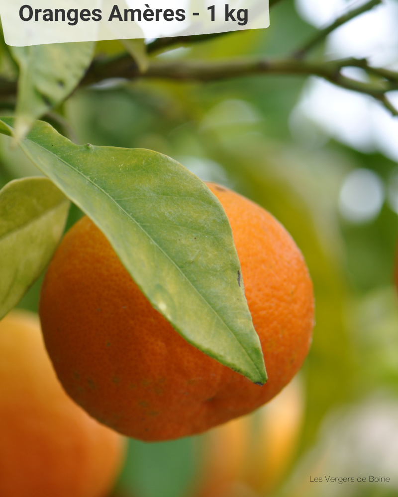 Fruits Orange Vert Dans L'arbre Photo stock - Image du frais