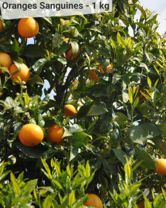 Orange Sanguine - VERGERS DE BOIRIE A MENTON