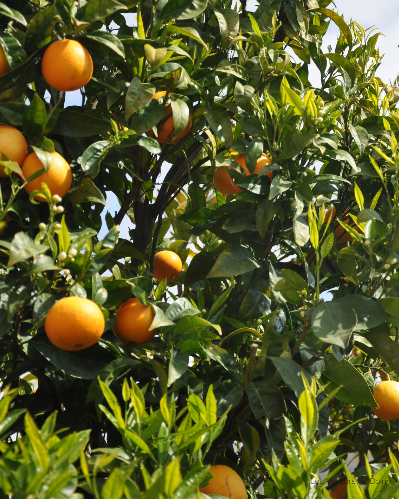 Orange Sanguine VERGERS DE BOIRIE MENTON