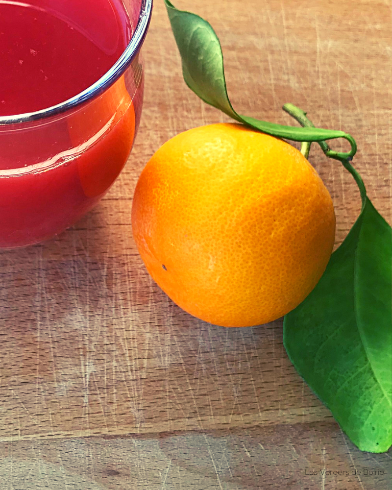 Orange sanguine