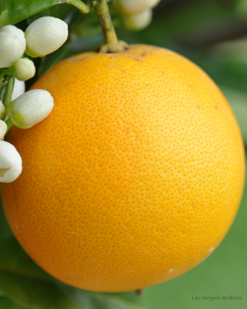 Oranges Douces - VERGERS DE BOIRIE A MENTON (2)