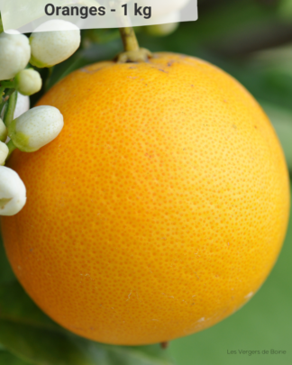 Oranges Douces - VERGERS DE BOIRIE A MENTON