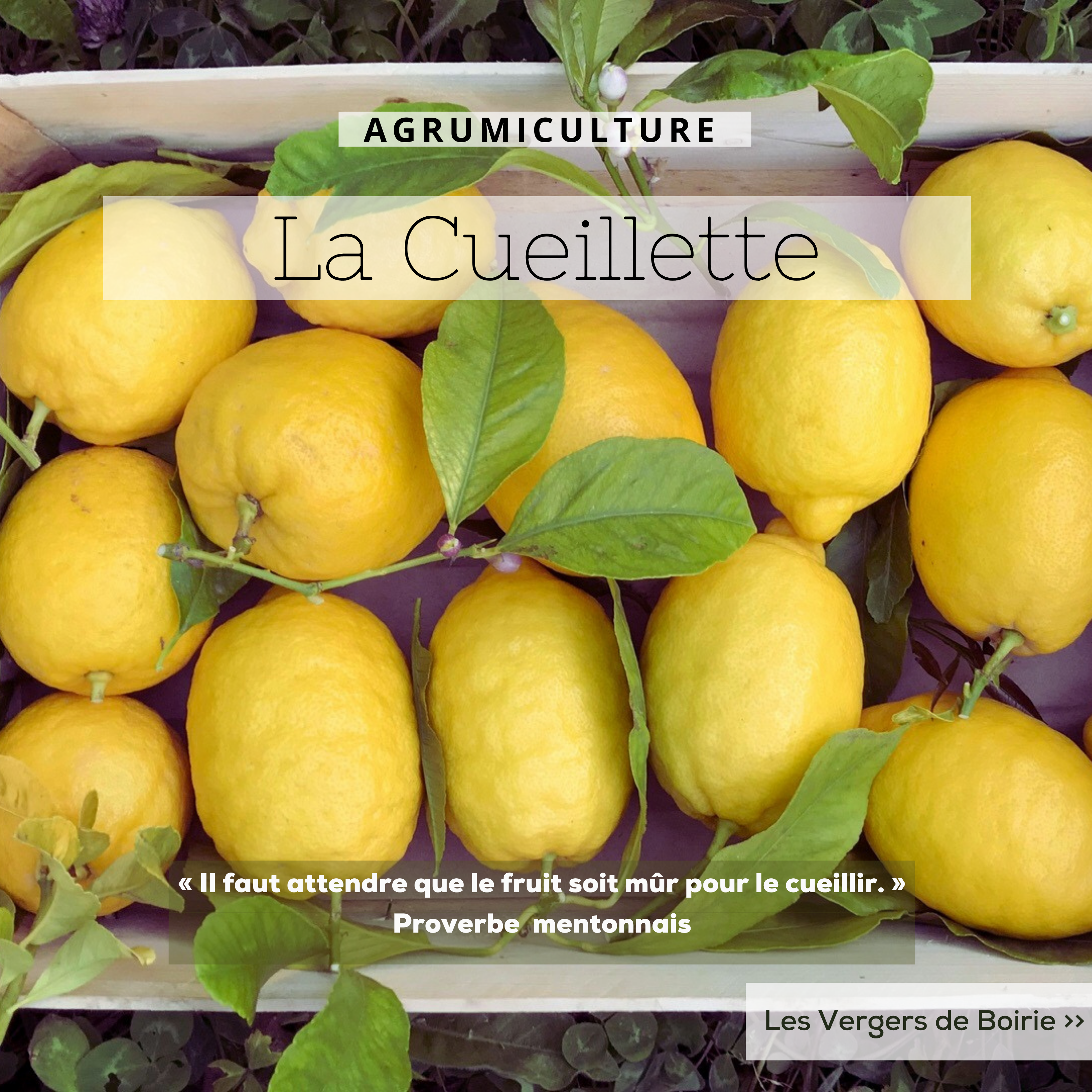 Cueillette de Citrons - LES VERGERS DE BOIRIE A MENTON