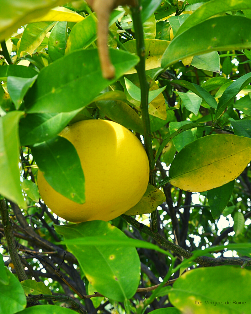Pomelo - VERGERS DE BOIRIE A MENTON