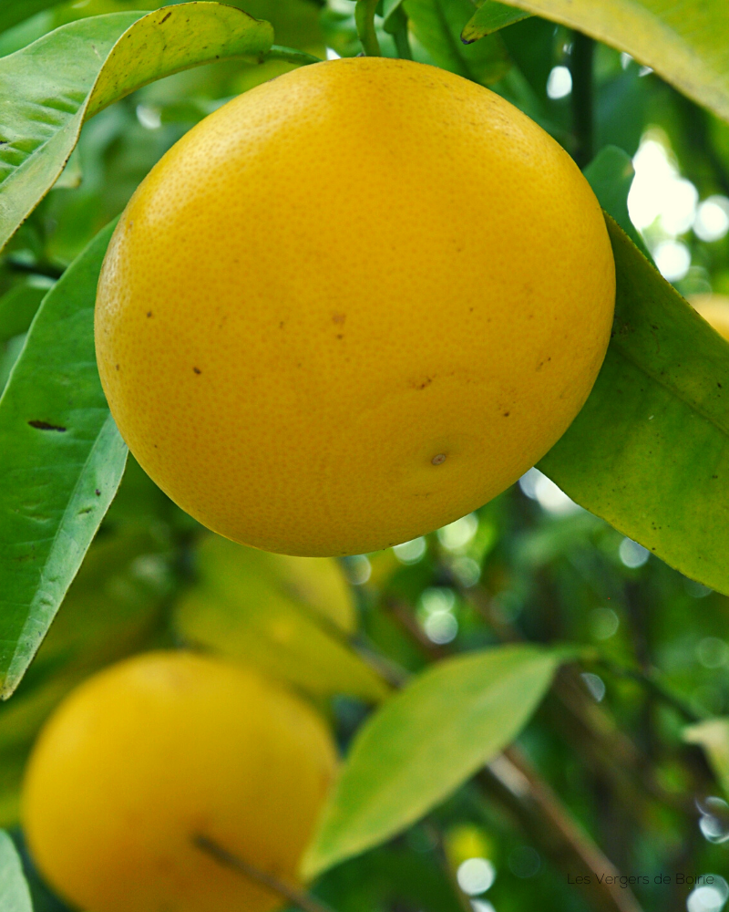 Pomelo - VERGERS DE BOIRIE A MENTON