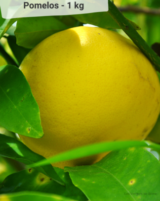 Pomelo - VERGERS DE BOIRIE A MENTON