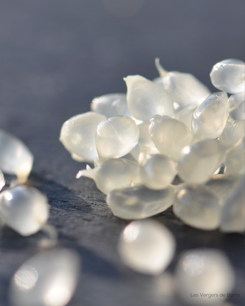 Citrons Caviar "Faustrime", billes nacrées jaune remplies de peps, cultivés à Menton