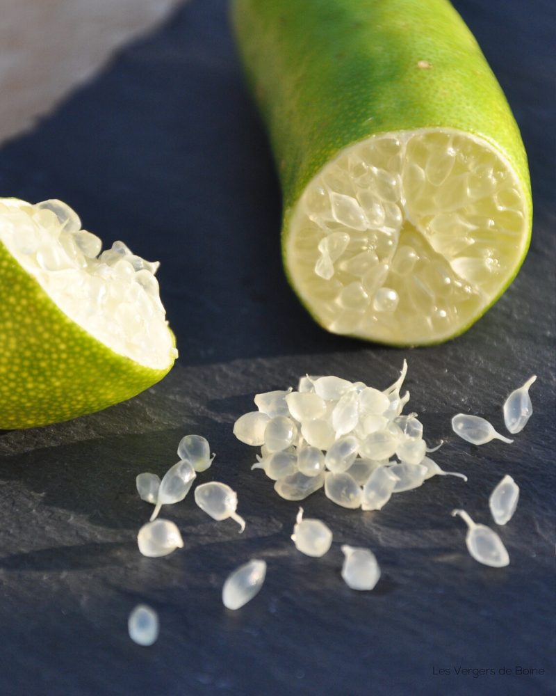 Citrons Caviar "Faustrime", billes nacrées jaune remplies de peps, cultivés à Menton