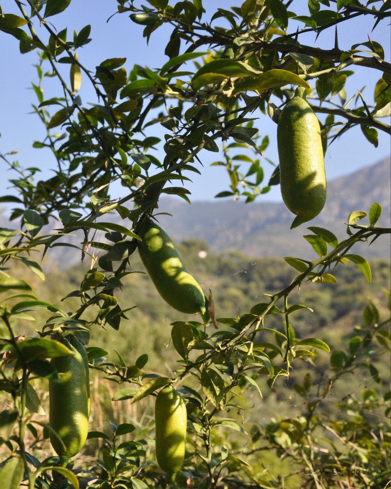 Citrons Caviar "Faustrime", billes nacrées jaune remplies de peps, cultivés à Menton