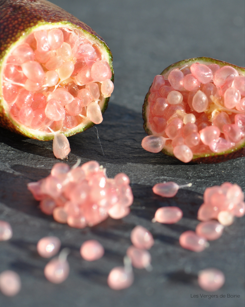 Citrons Caviar Rose cultivé à Menton