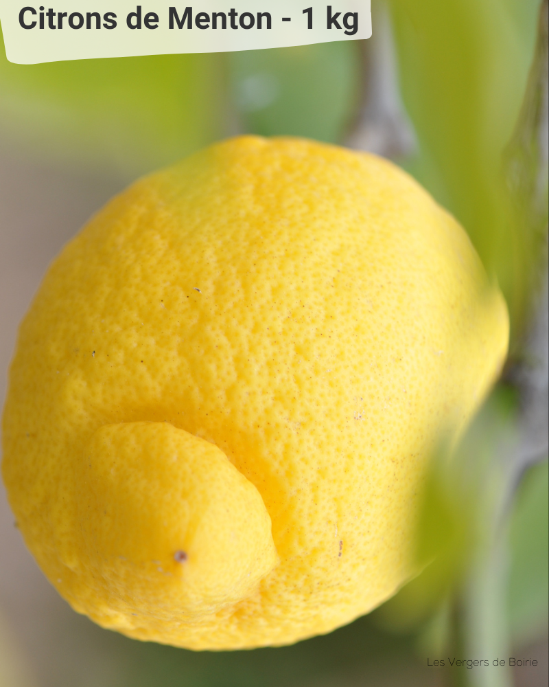 Citron de Menton IGP, 1Kg