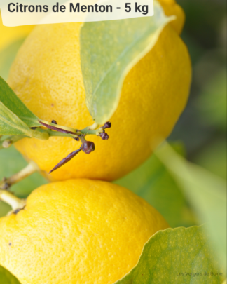 Citrons de Menton 5kg