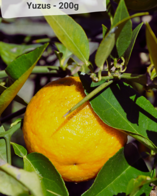 Yuzu