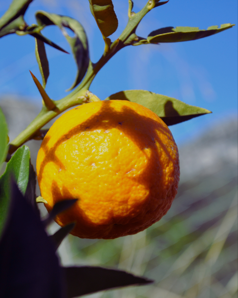 Yuzu