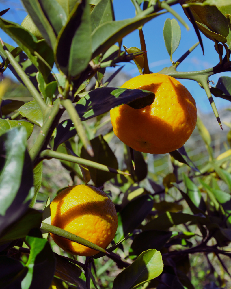Yuzu