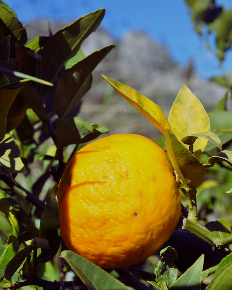 Yuzu